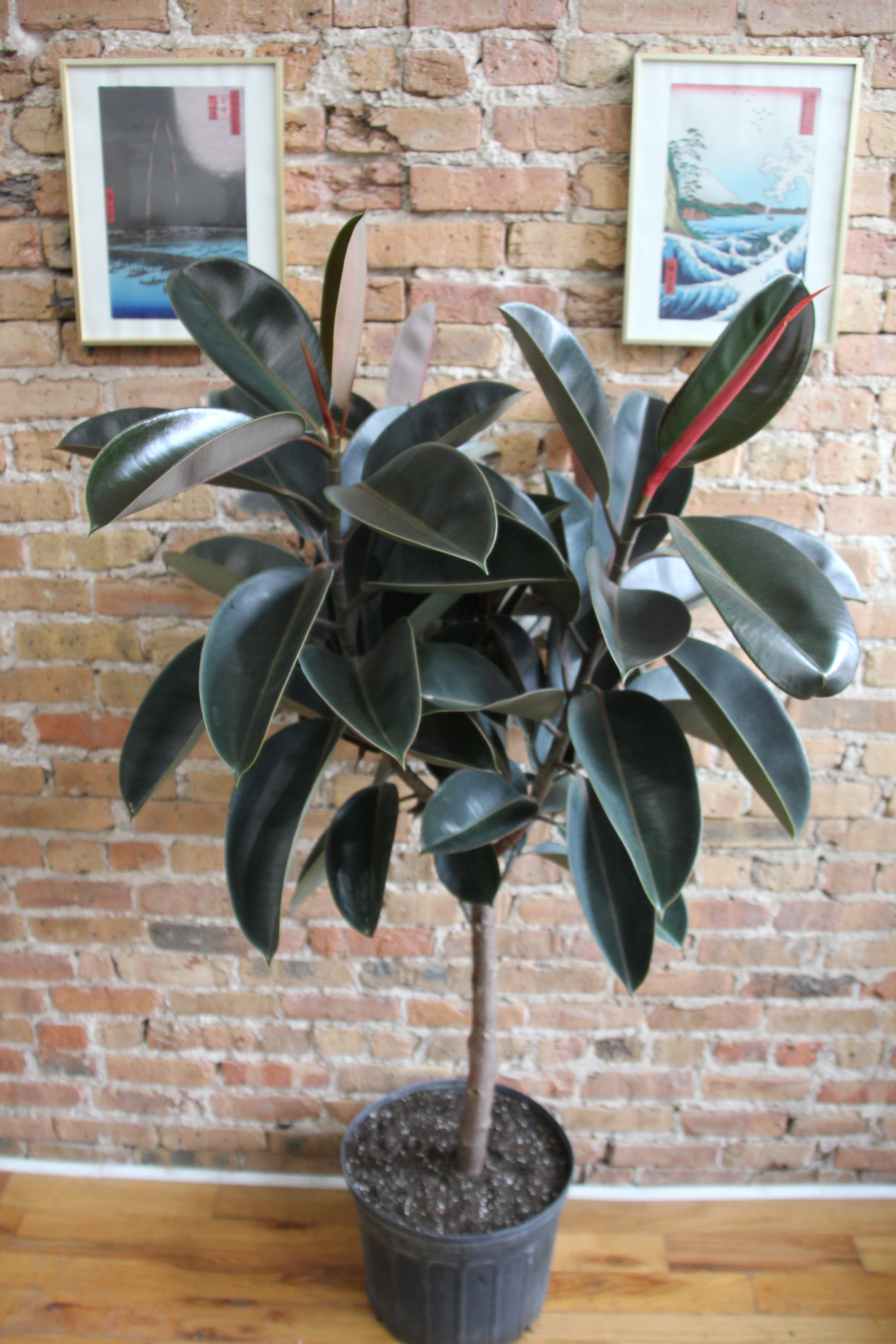 Rubber Plant Care: Tips on Water, Light and Soil for Ficus Elastica