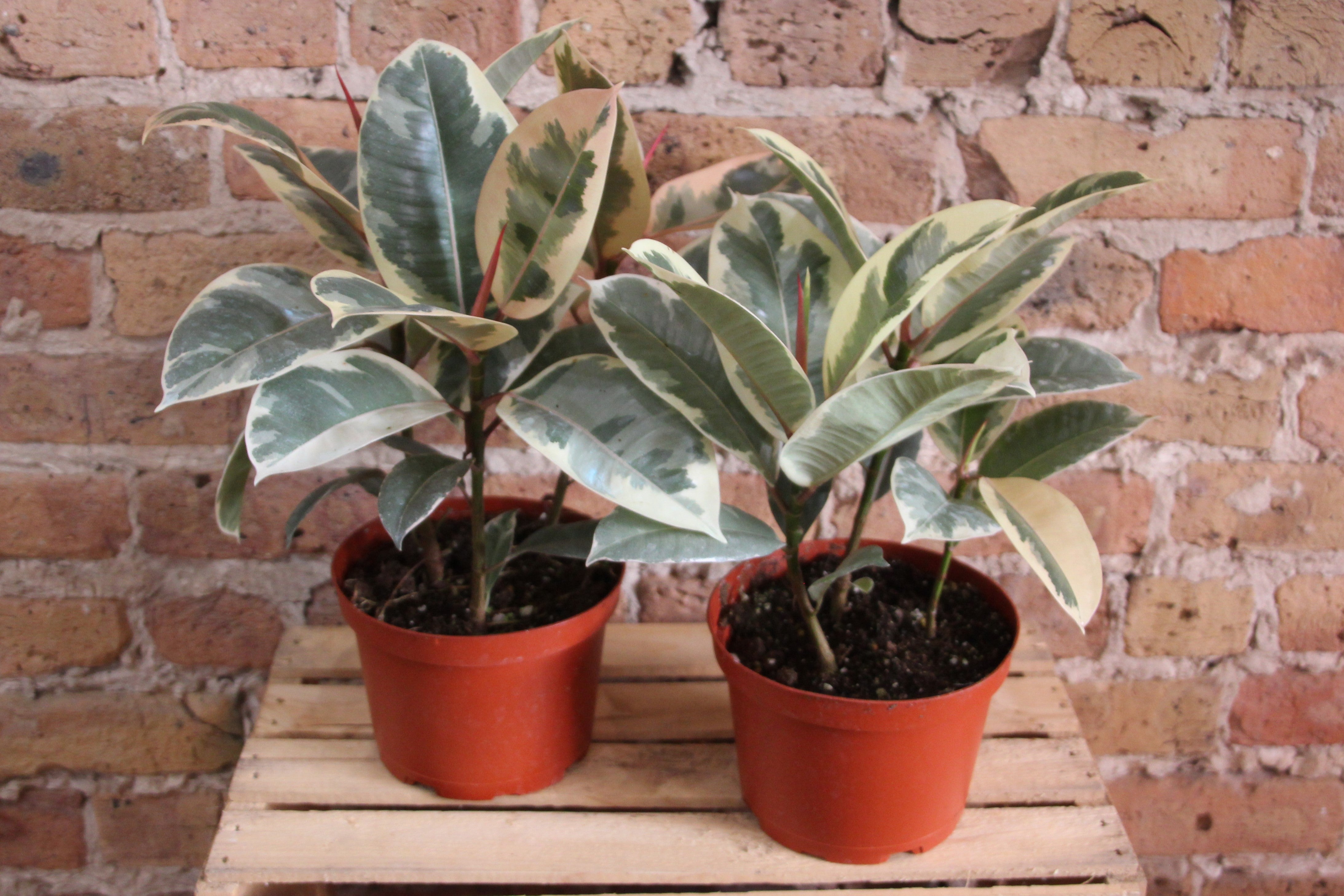 Ficus Elastica - Rubber Tree – Chicago Plants