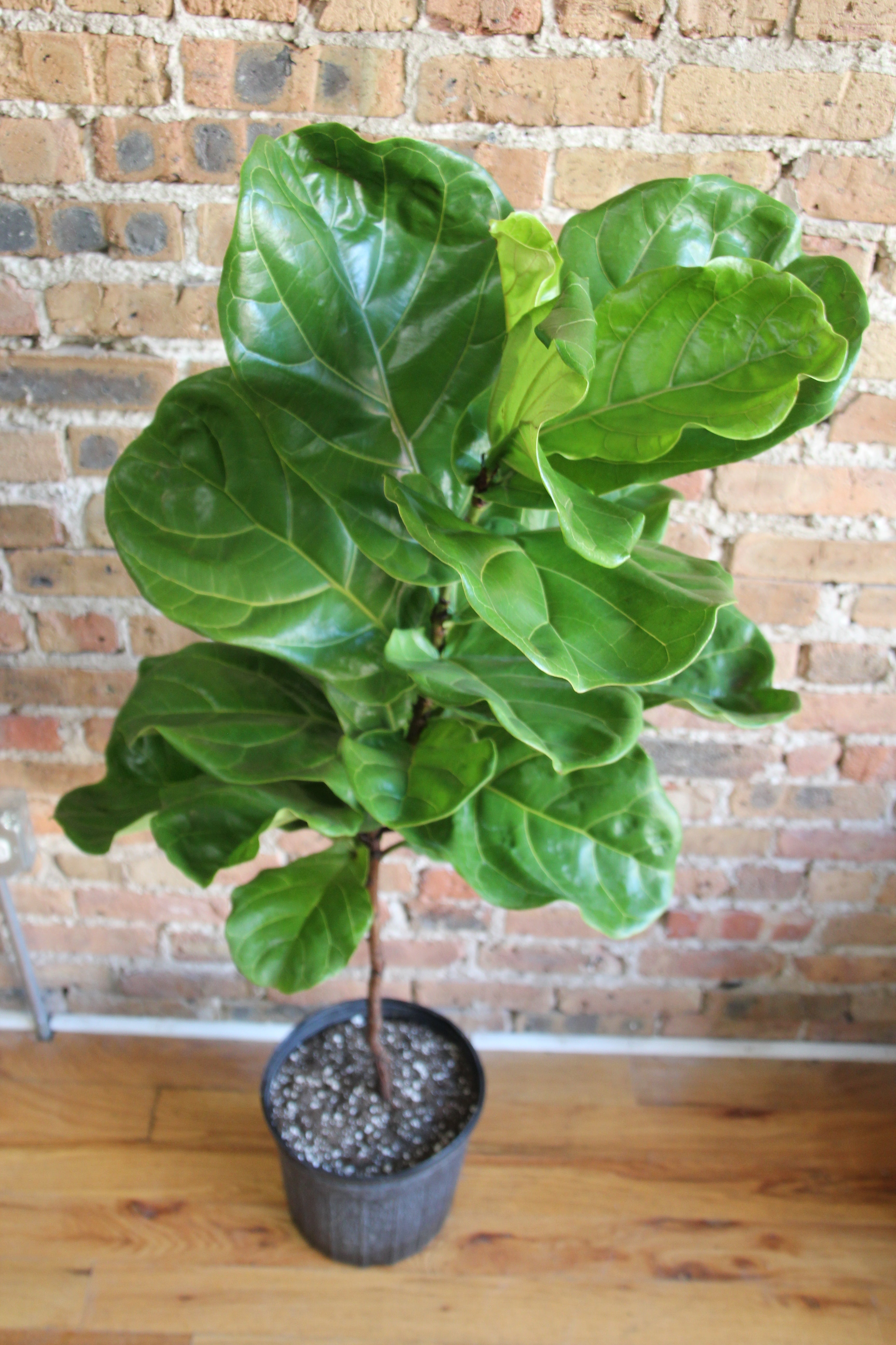 Ficus Lyrata – Chicago Plants