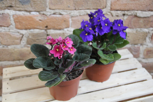 African Violet