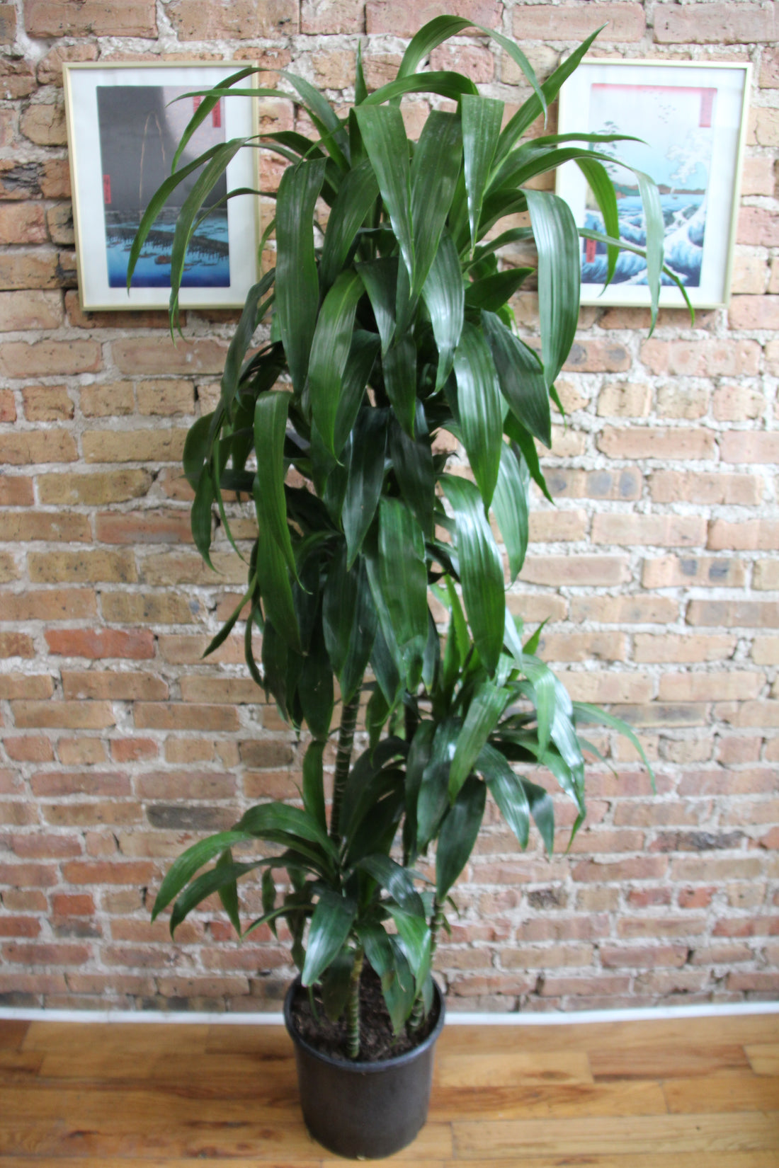 Dracaena Elegan's Cane