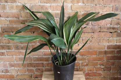 Aspidistra 'Cast Iron Plant'