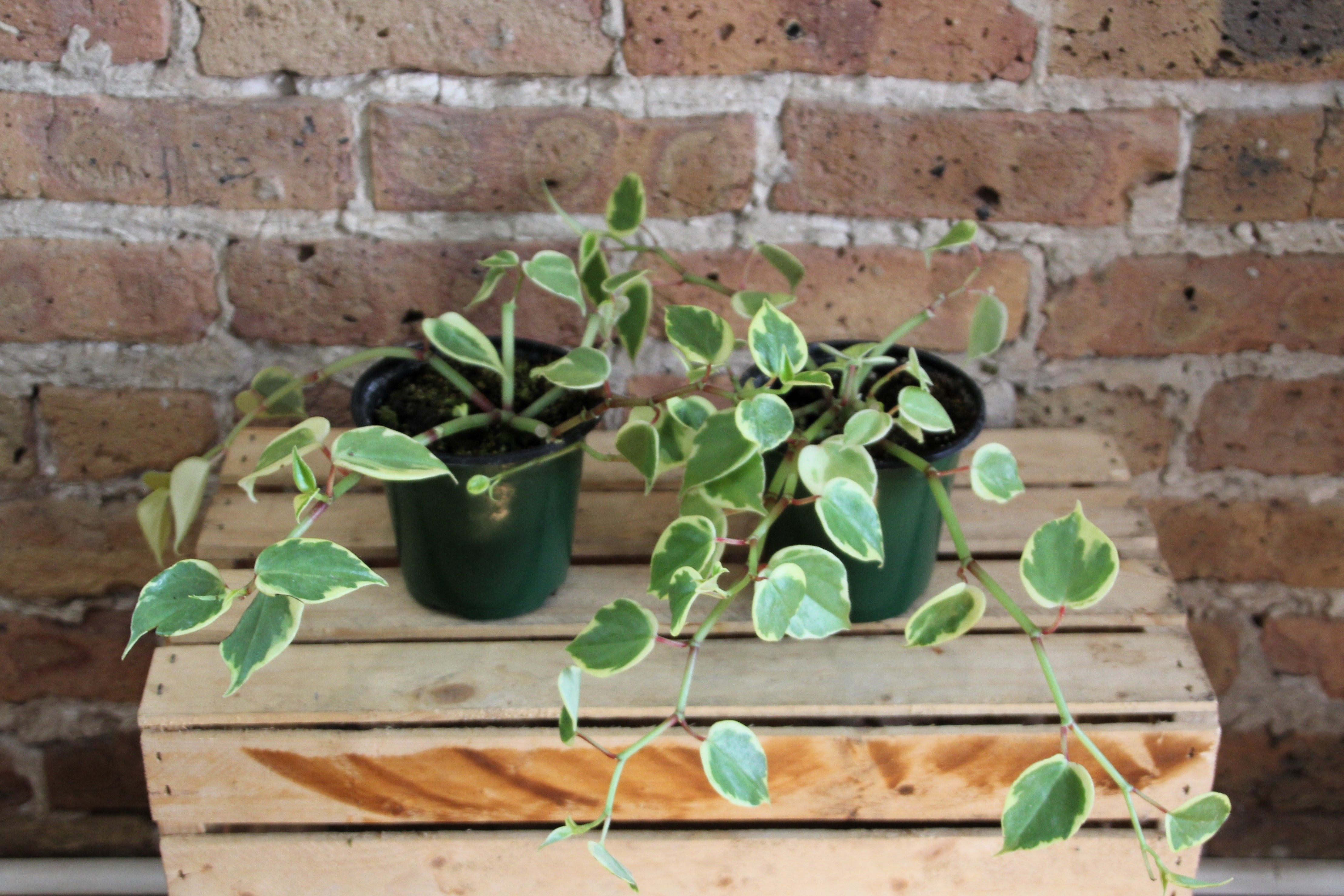 Peperomia Cupid – Chicago Plants