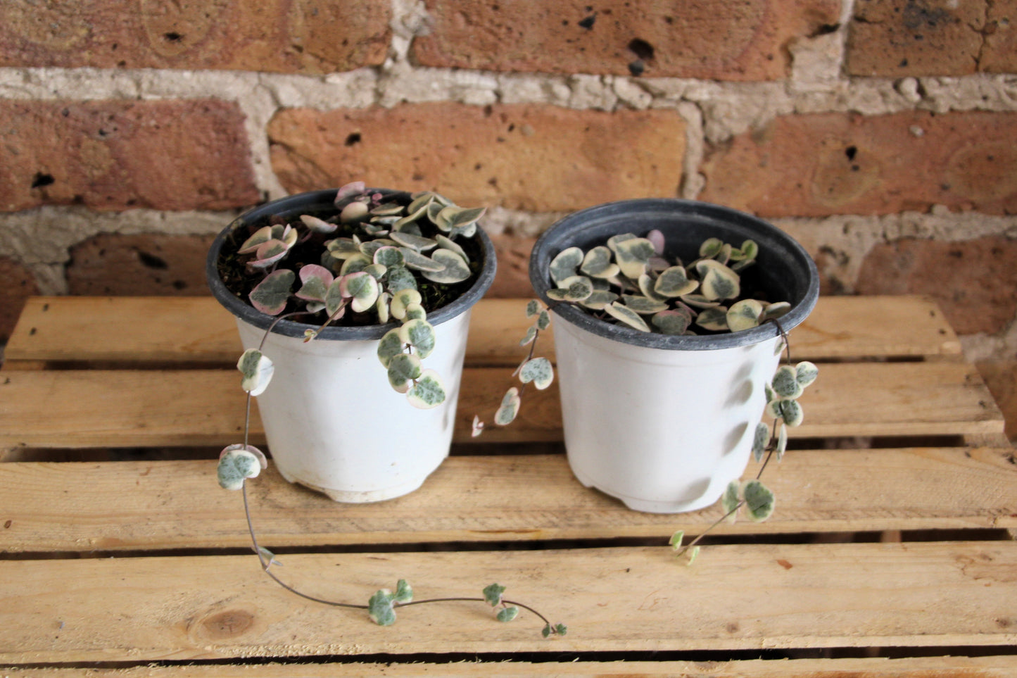 Ceropegia Woodii 'String of Hearts'