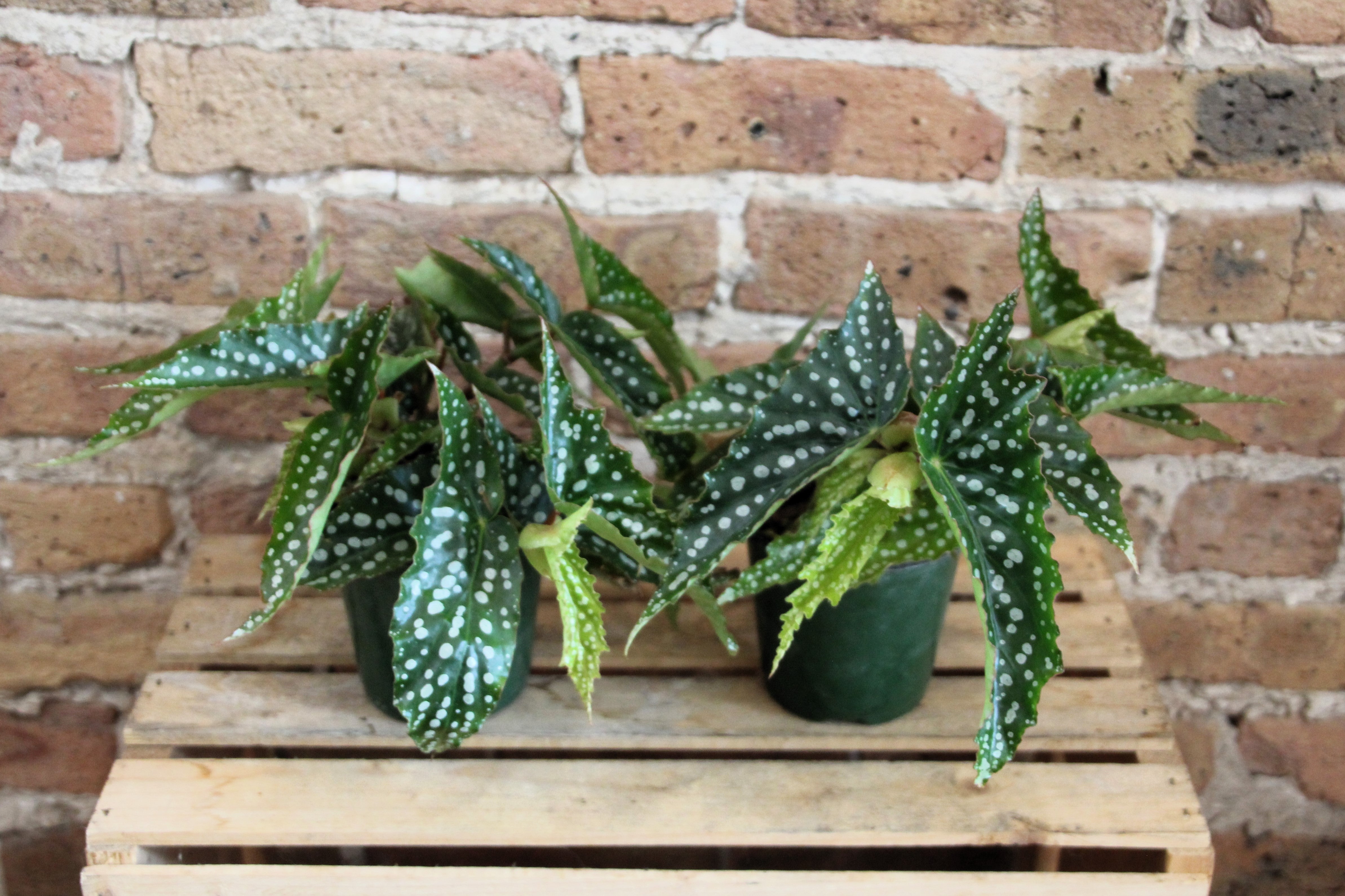 Begonia Coccinea 'Angel Wing' – Chicago Plants