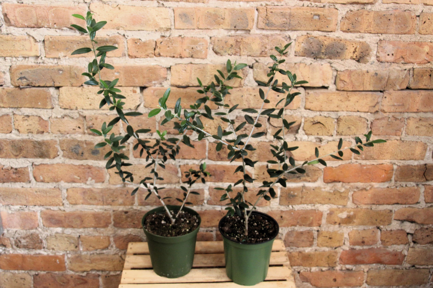 Olive Tree