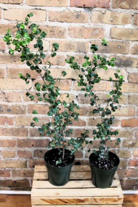 Ficus Benjamina 'Pandora'