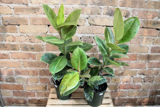 Ficus Shivereana 'Moonshine'