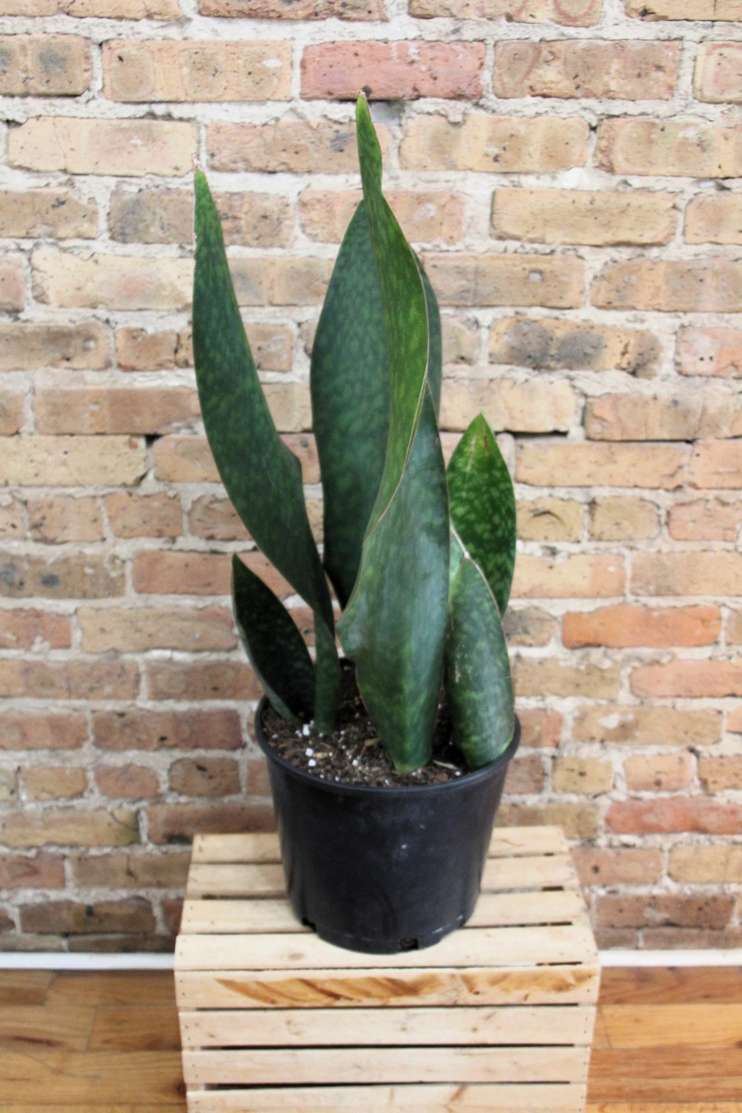 Sansevieria Masoniana 'Whale Fin'