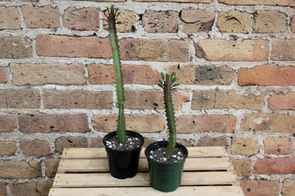 Euphorbia Trigona Cactus