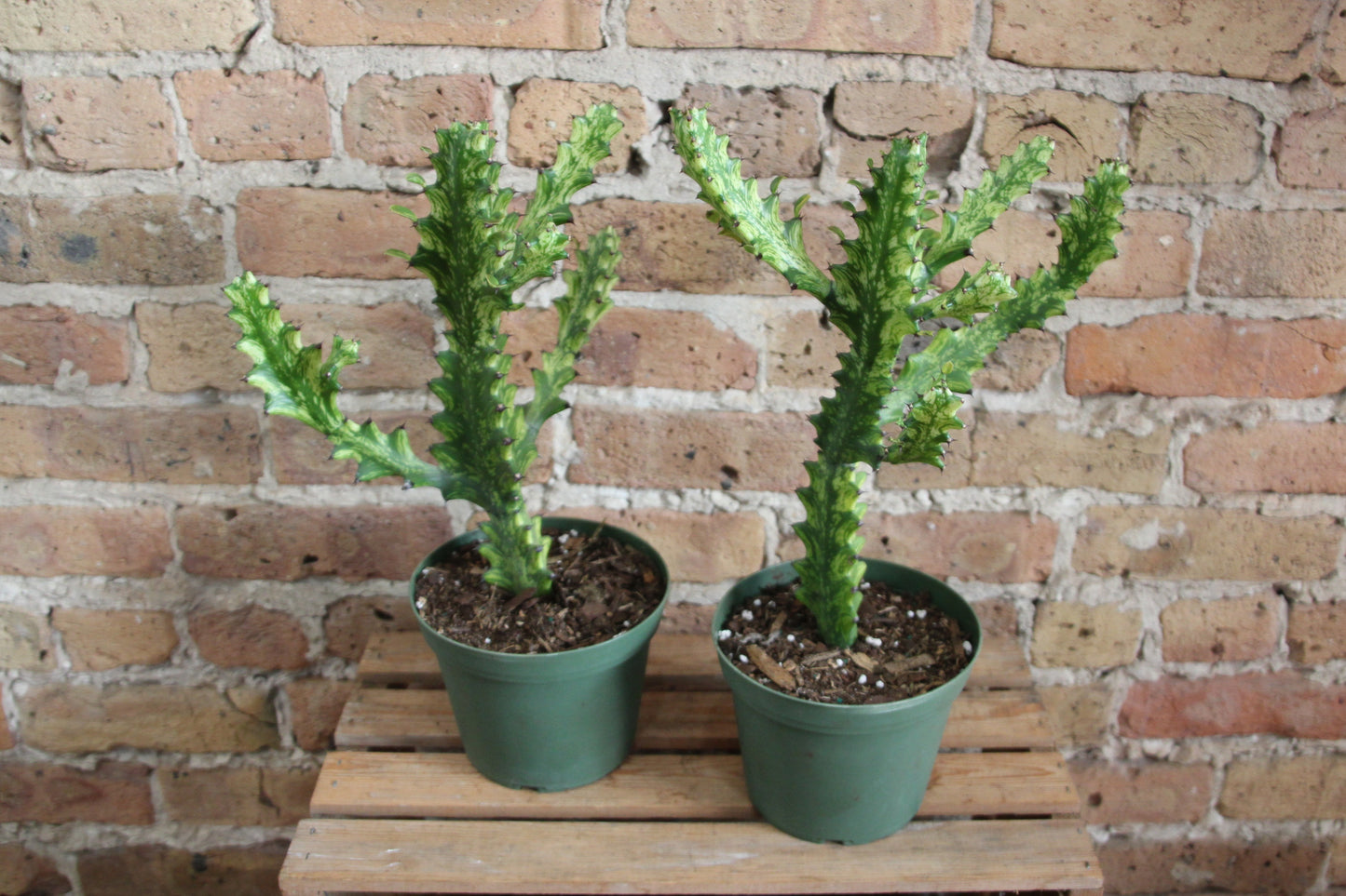 Euphorbia Lactea 'Dragon Bones'