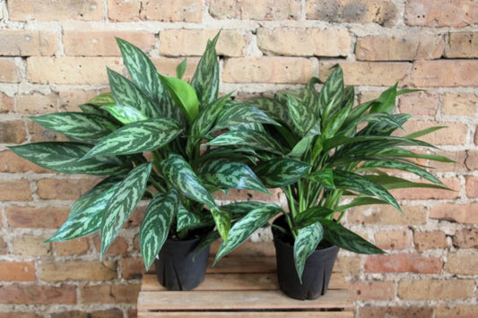 Aglaonema Maria