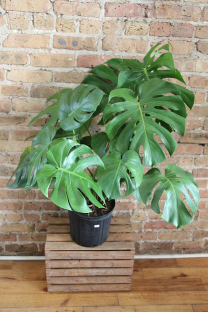 Philodendron Monstera Deliciosa