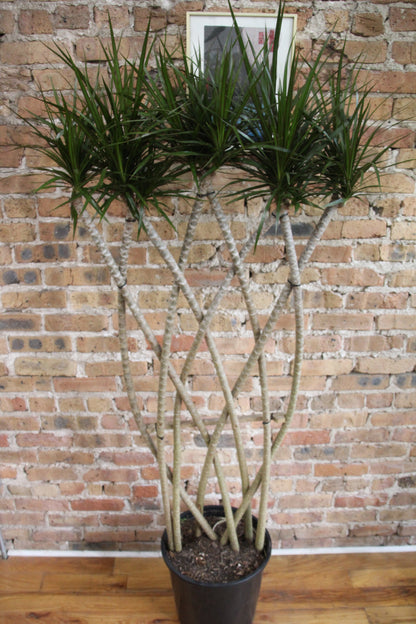 Dracaena Marginata