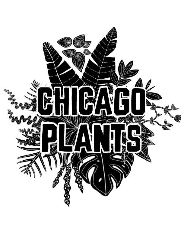 Monstera Deliciosa 'Thai Constellation' – Chicago Plants