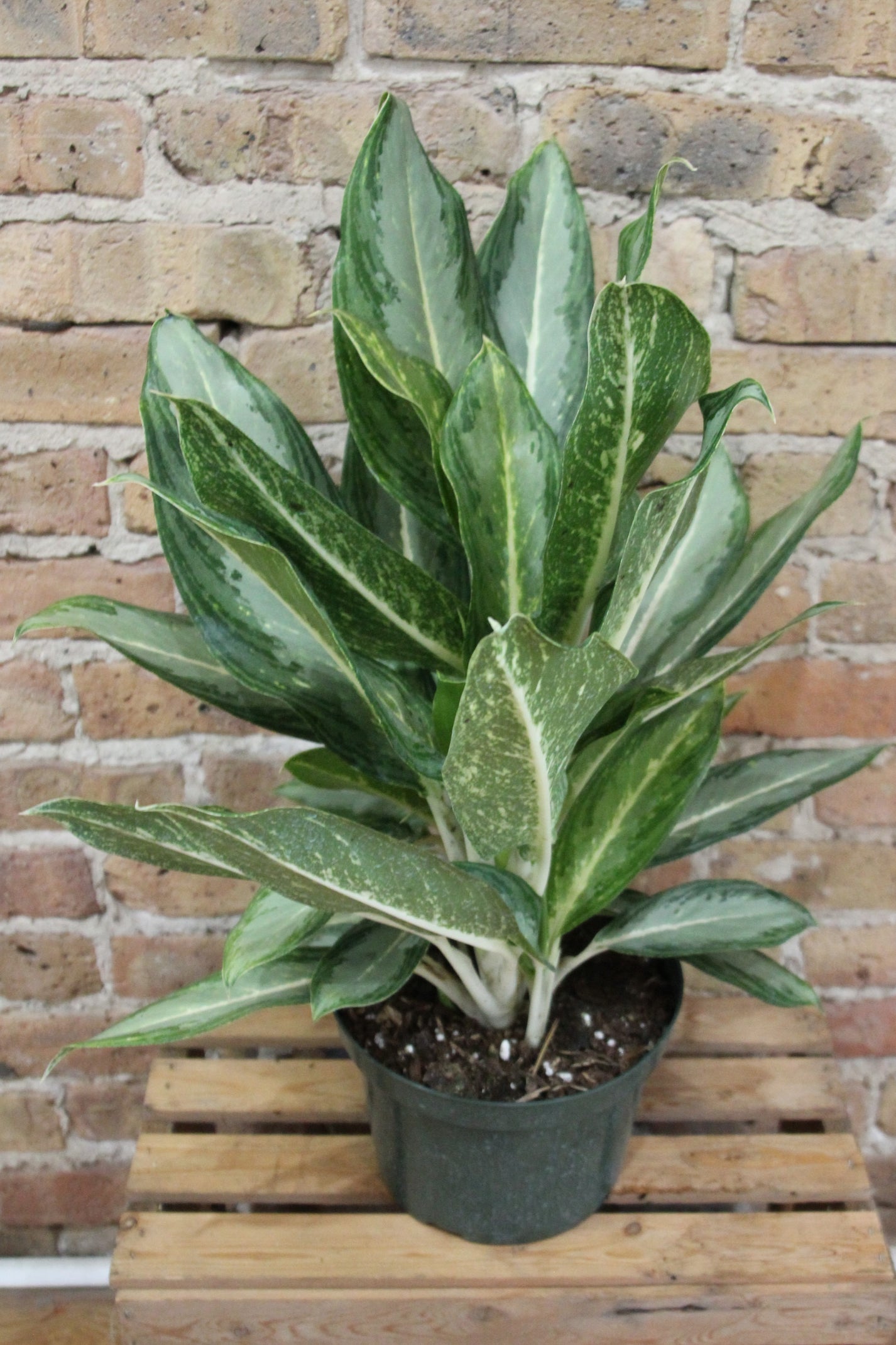 Aglaonema Golden Bay – Chicago Plants