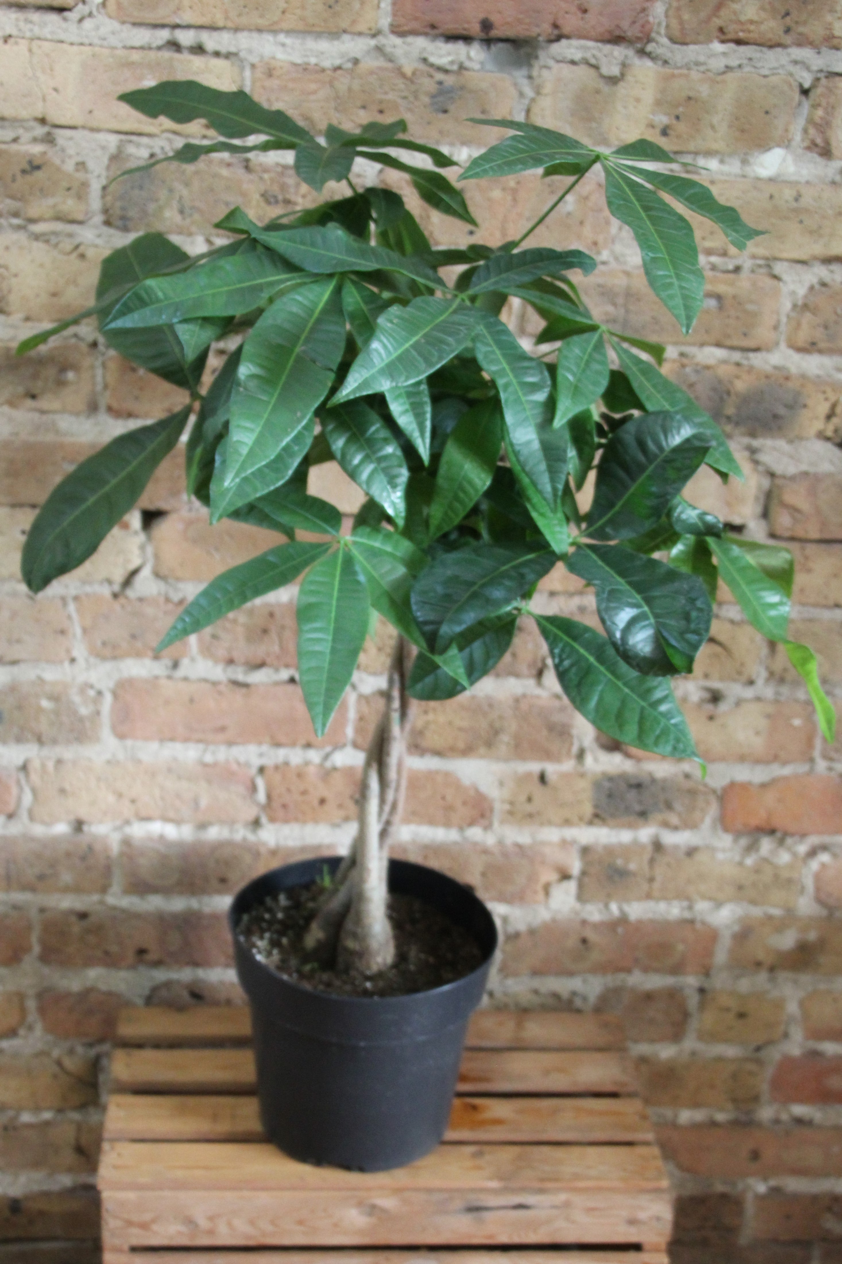 Money Tree – Chicago Plants