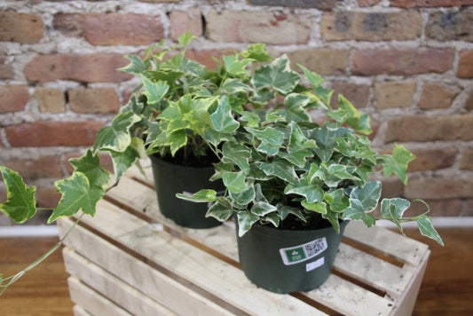 English Hedera Ivy