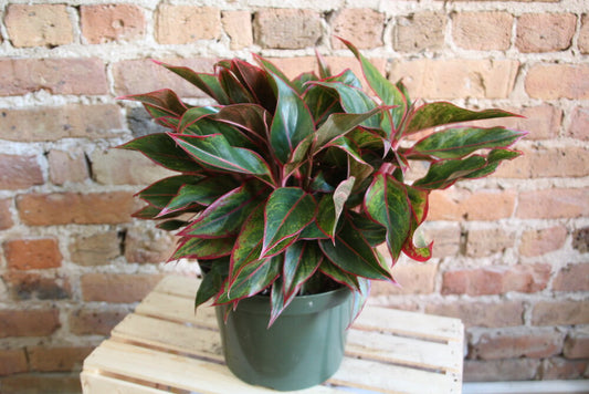 Aglaonema Siam Red