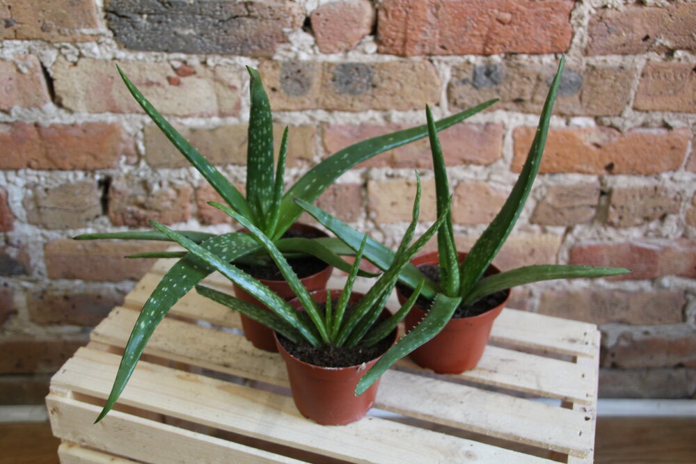 Aloe Vera