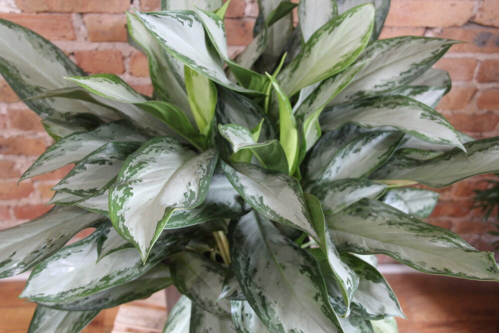 Aglaonema Emerald Bay