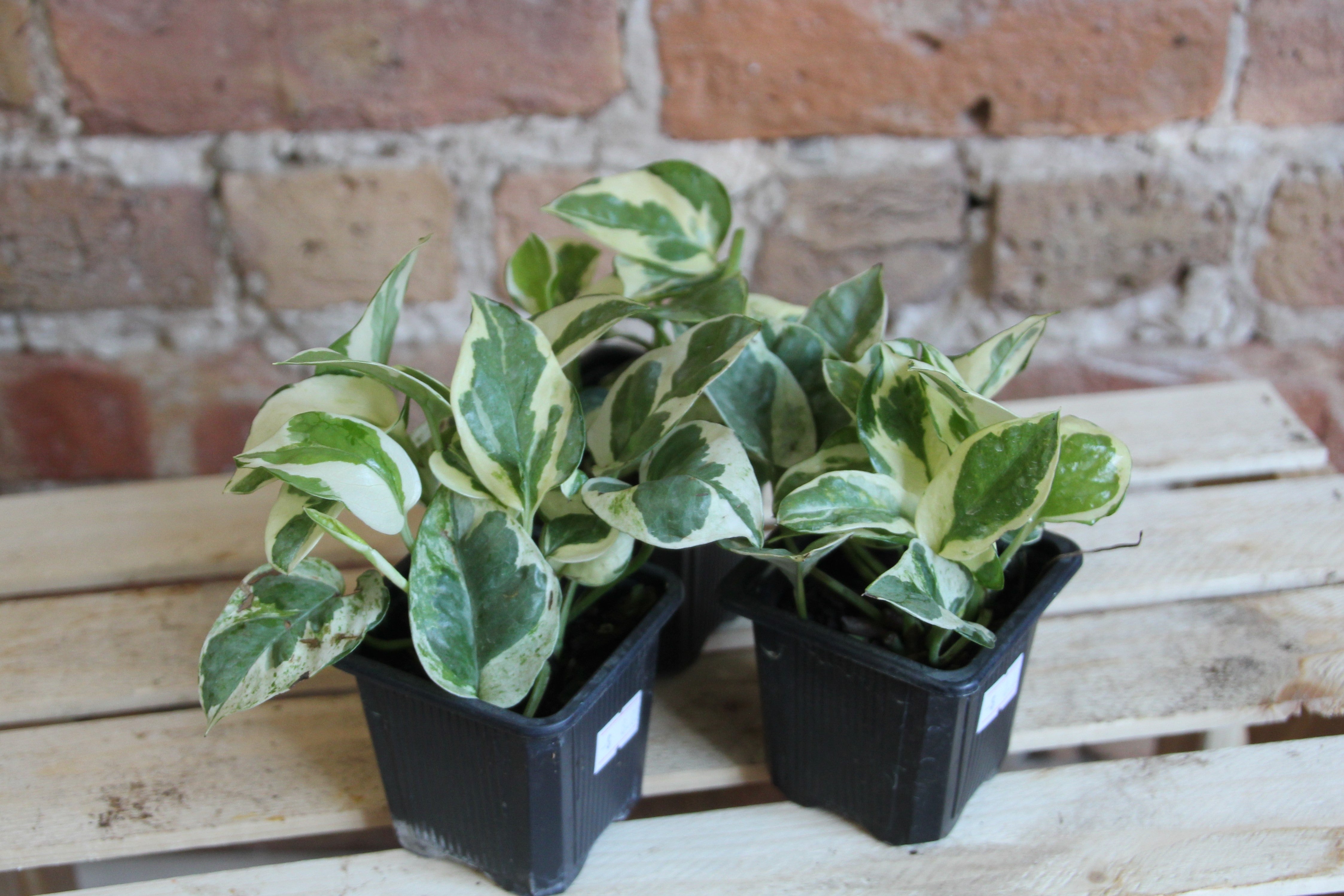 Pothos Pearls & Jade