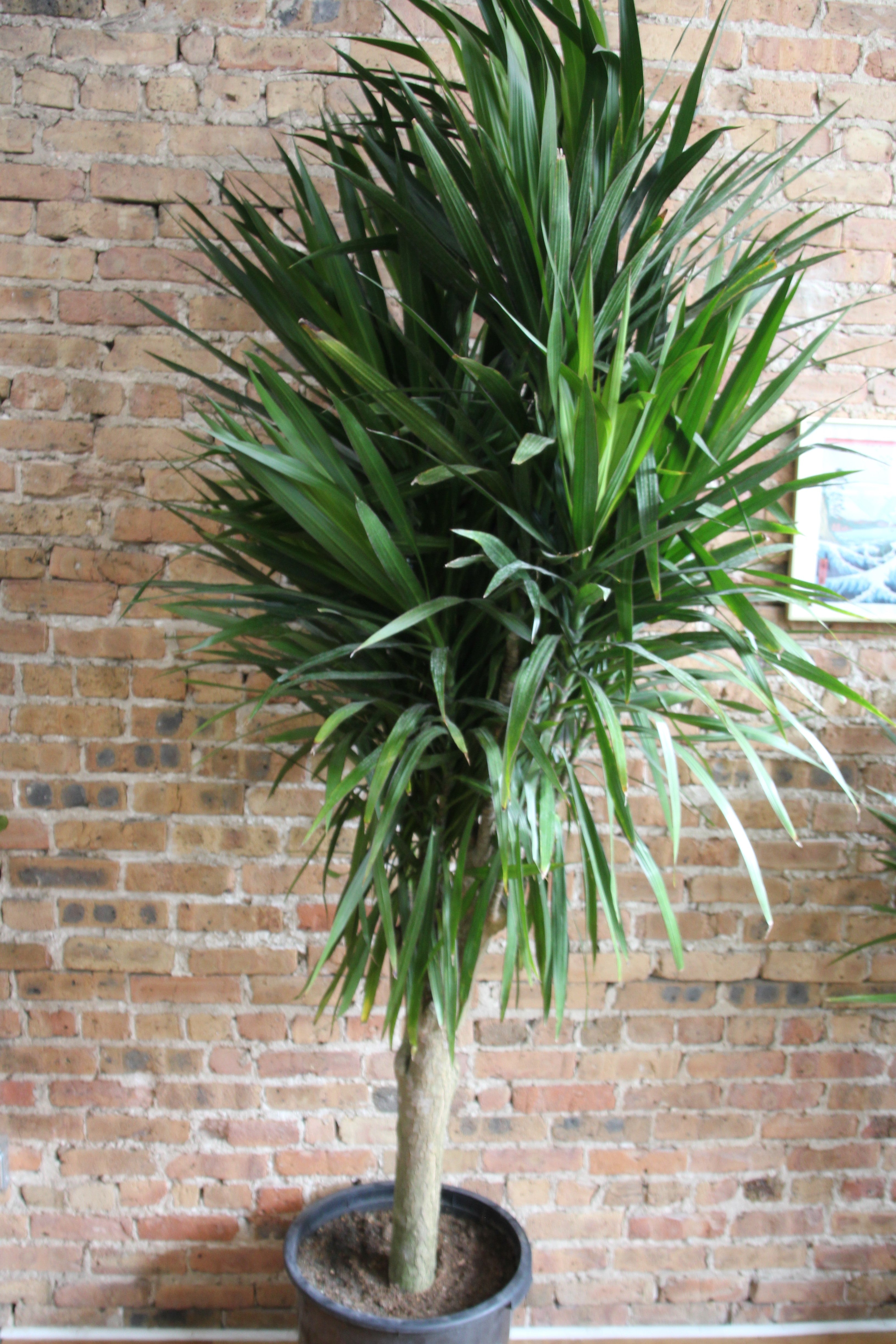 Dracaena Tarzan Tree – Chicago Plants