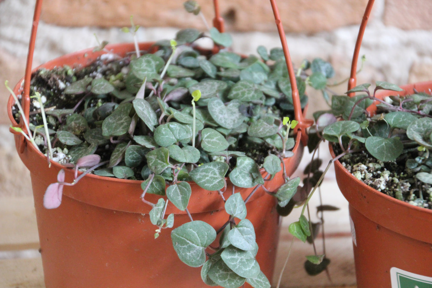 Ceropegia Woodii 'String of Hearts'