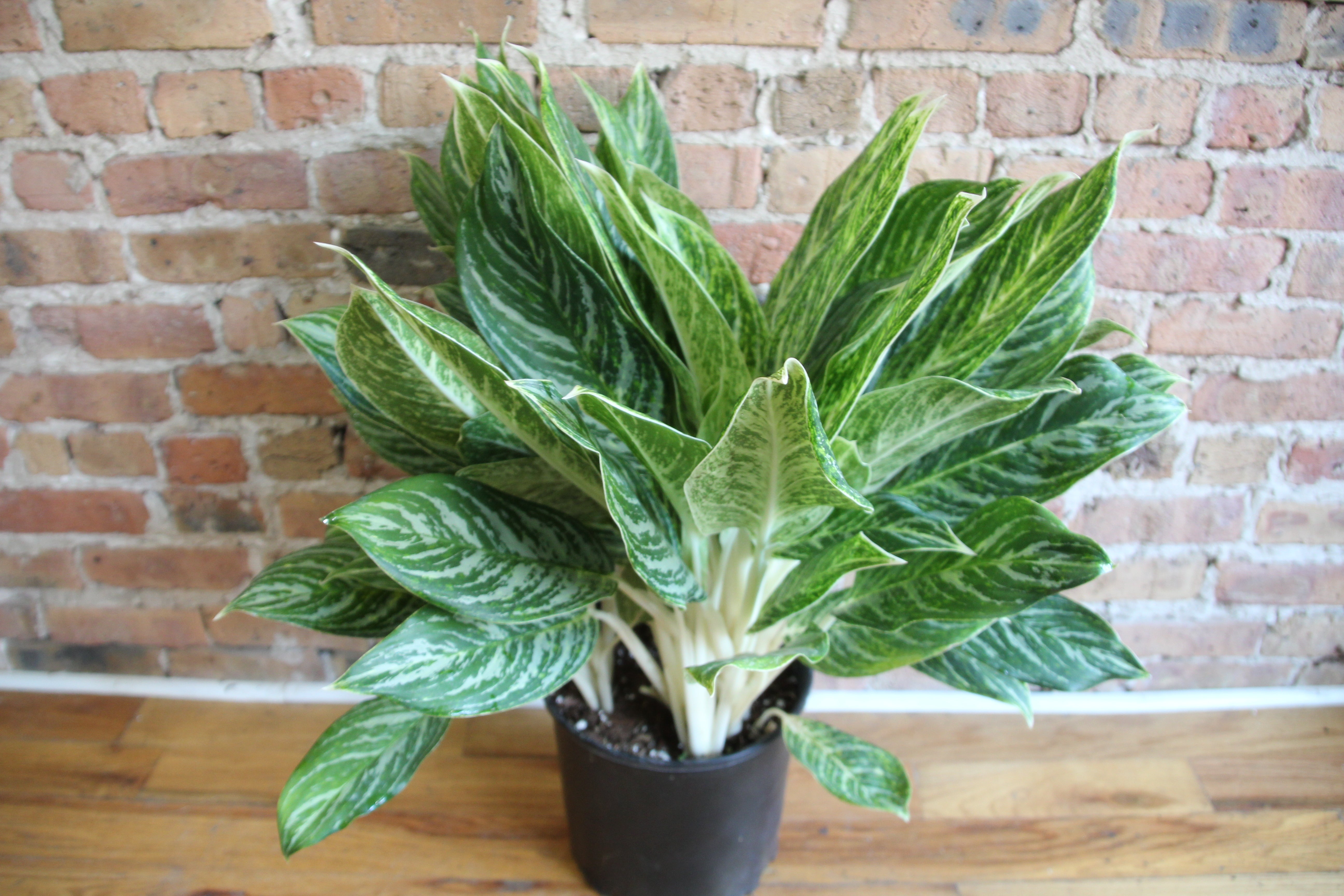 Aglaonema Brilliant – Chicago Plants