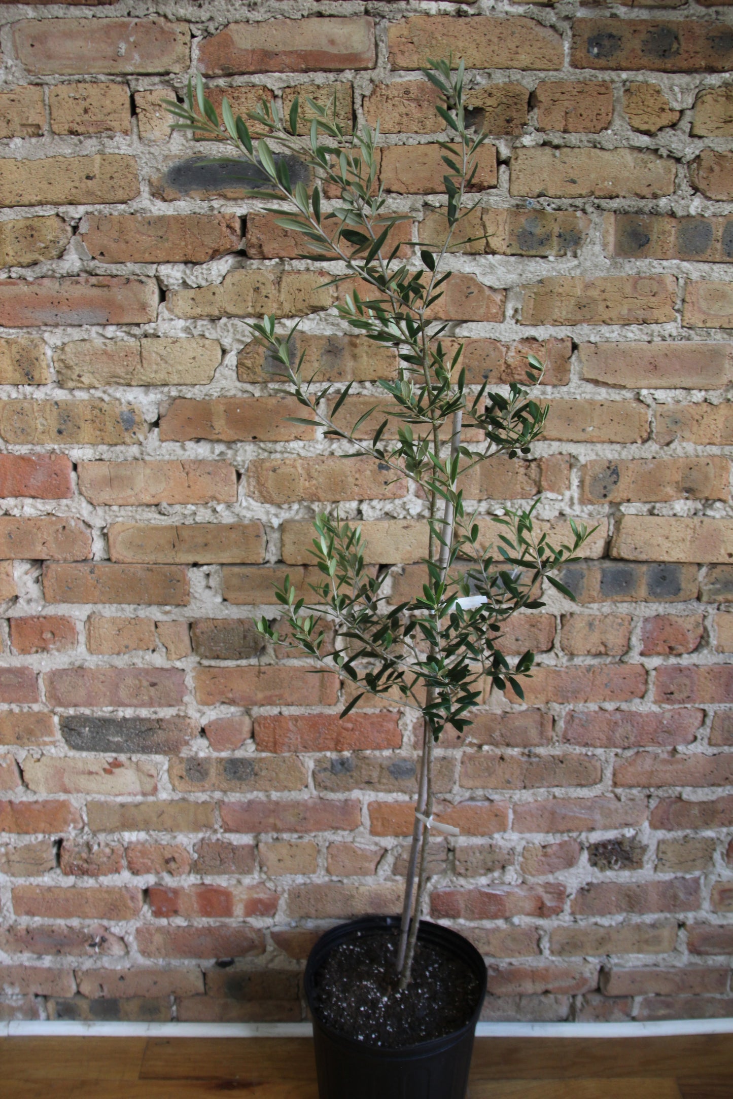 Olive Tree