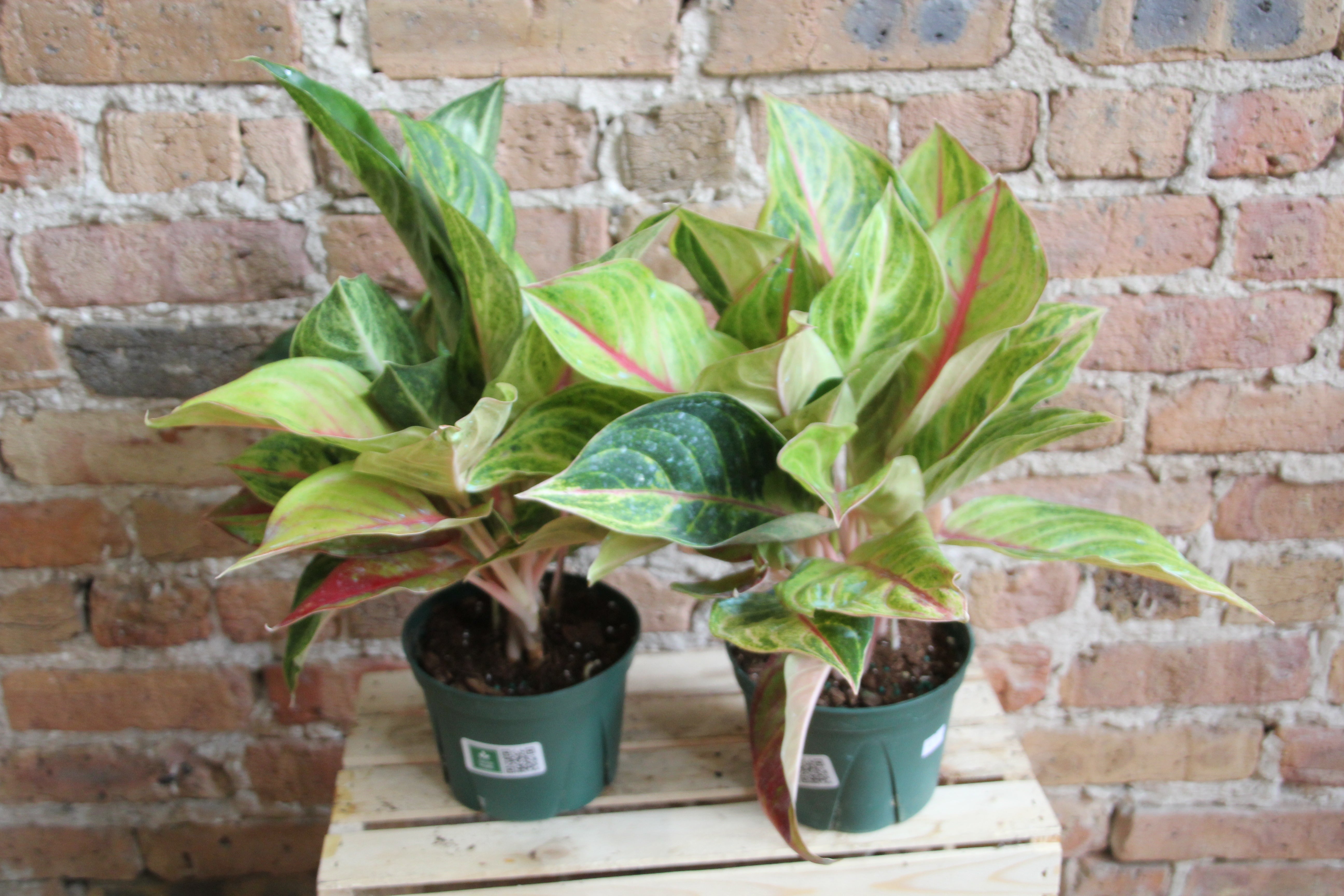 Aglaonema Sparkling Sarah Pink