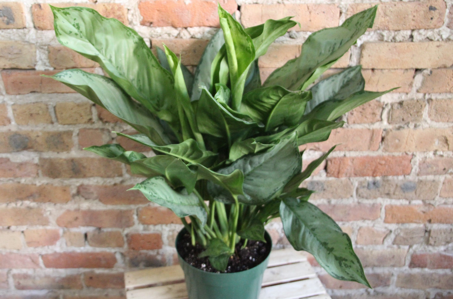 Aglaonema BJ Freeman