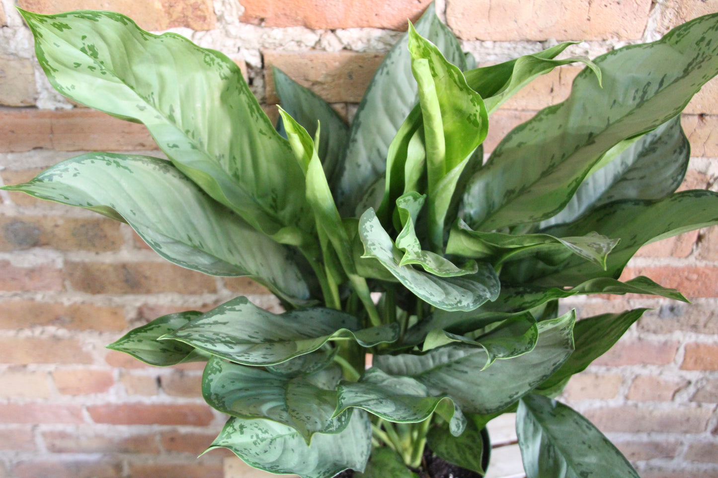 Aglaonema BJ Freeman