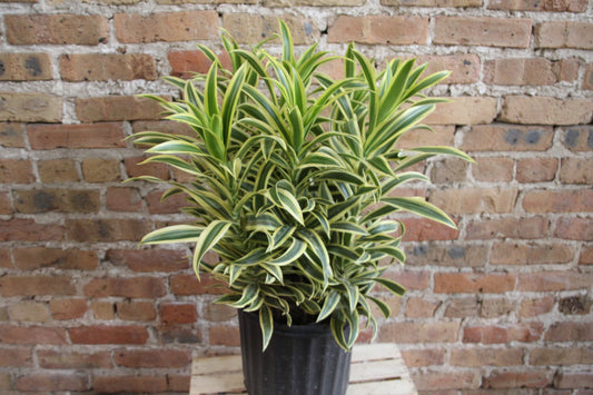 Dracaena Reflexa 'Song of India'