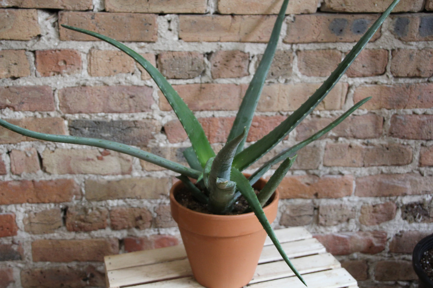 Aloe Vera