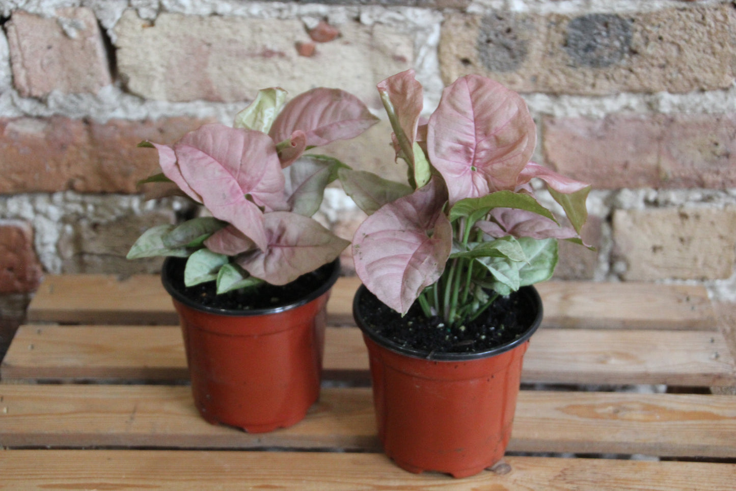 Syngonium Podophyllum