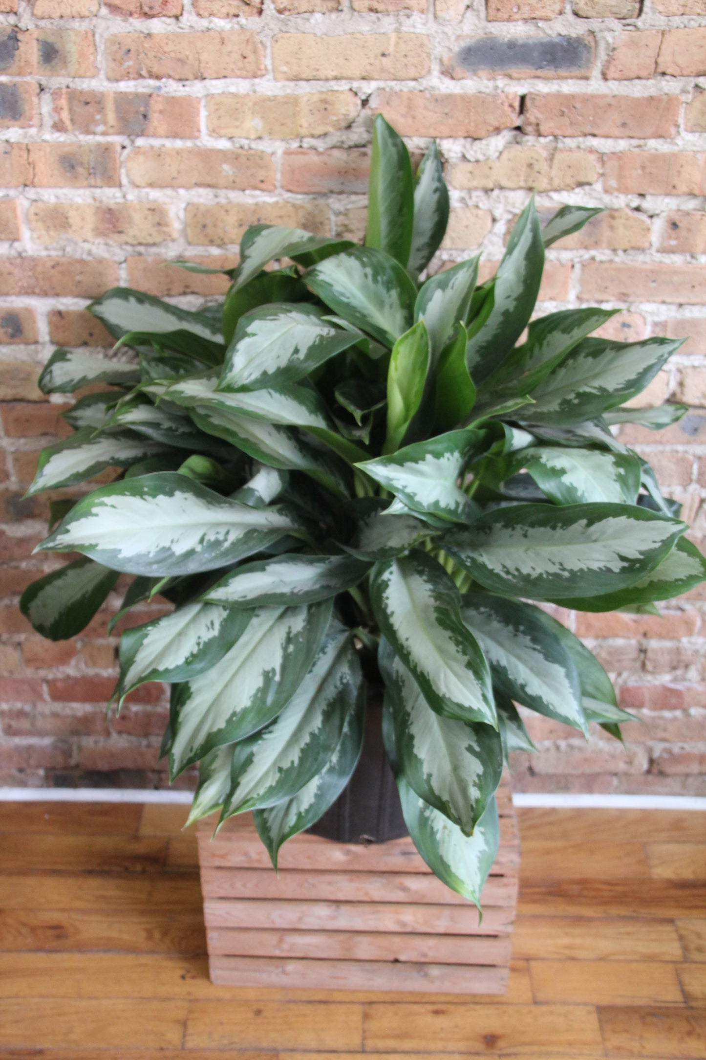 Aglaonema Emerald Bay