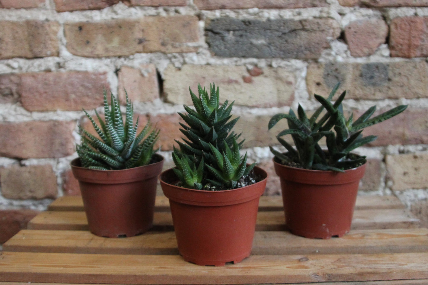 Haworthia (Assorted)